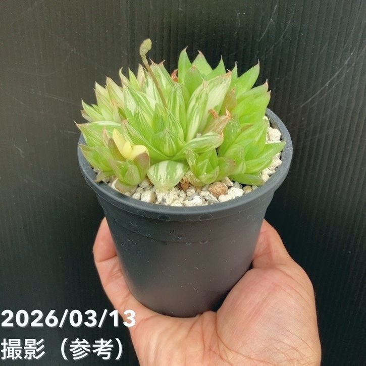 斑入りハオルチア 京ノ華錦 3.5号 2鉢セット｜観葉10-TU | 観葉・多肉