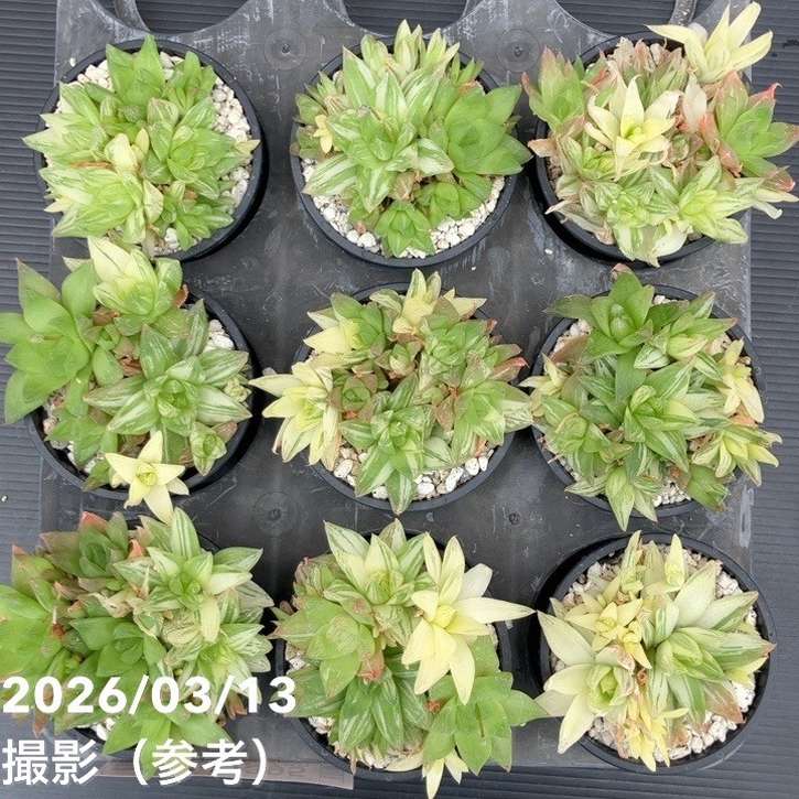 斑入りハオルチア 京ノ華錦 3.5号 2鉢セット｜観葉10-TU | 観葉・多肉