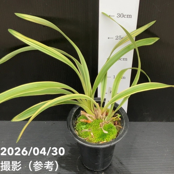 開花終了株＞キンリョウヘン 4号（若松）｜ミツバチ蘭｜洋蘭10-TU