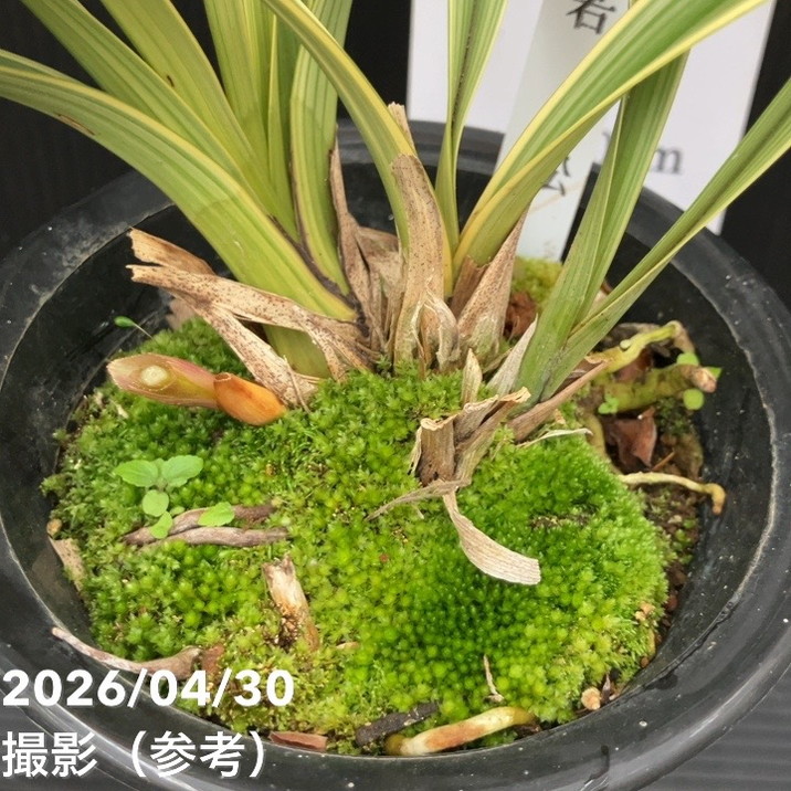 開花終了株＞キンリョウヘン 4号（若松）｜ミツバチ蘭｜洋蘭10-TU