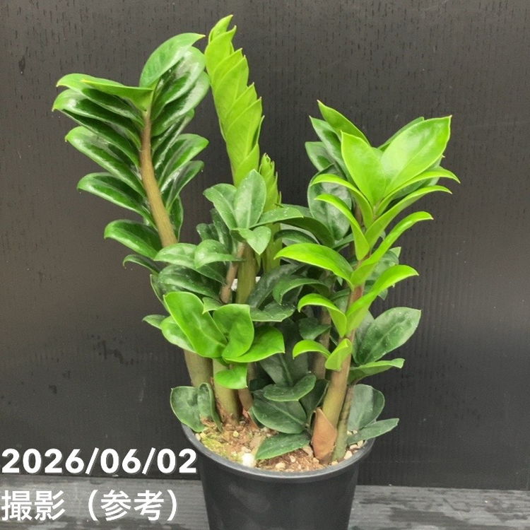 決算P5倍！10%OFF！8/2まで】ザミオクルカス ゼンジー 4号｜観葉10-TU