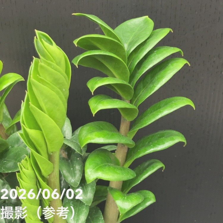 決算P5倍！10%OFF！8/2まで】ザミオクルカス ゼンジー 4号｜観葉10-TU