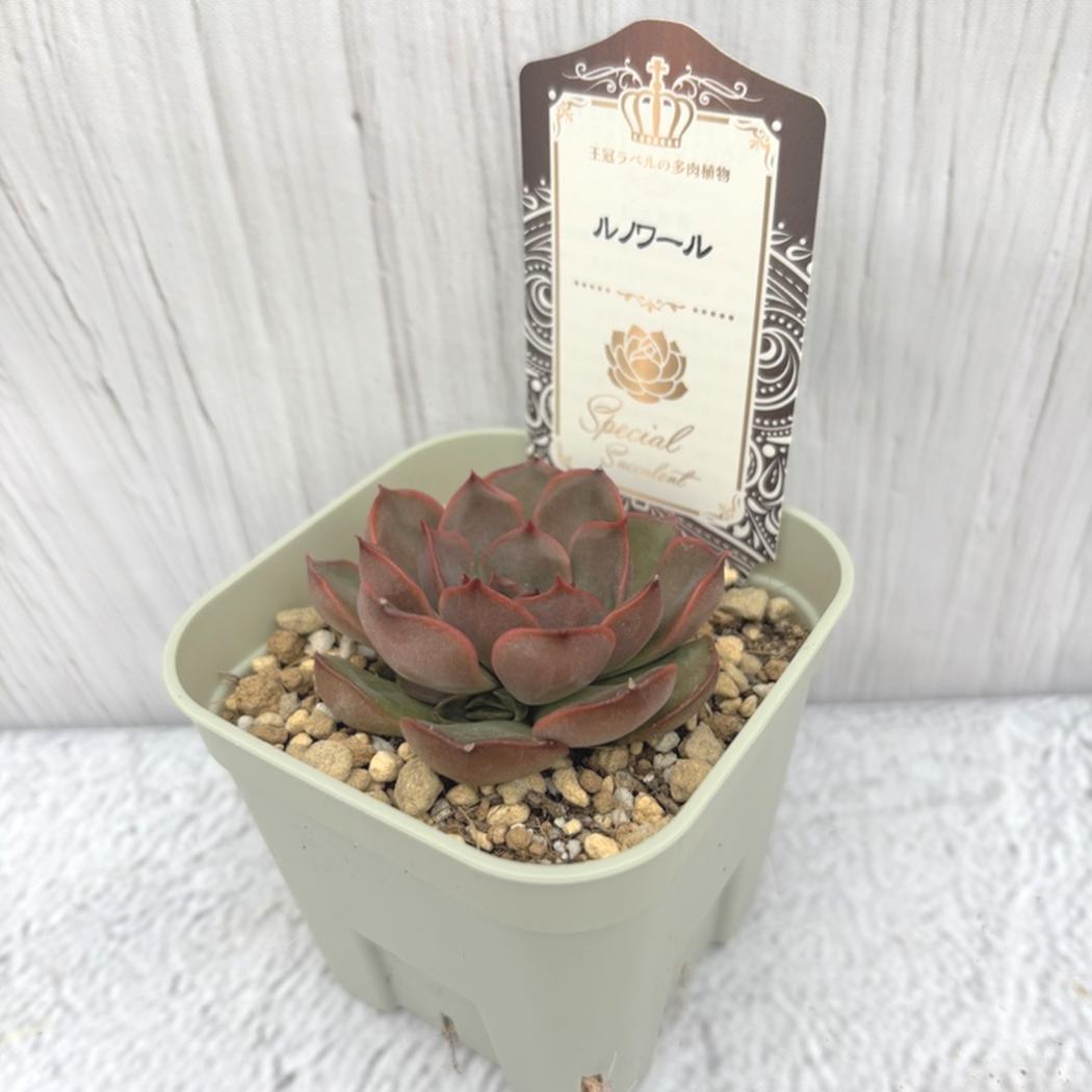 【夏セール対象商品】吉坂包装さん 王冠ラベルの多肉植物 エケベリア ルノワール 3号×3鉢セット|観葉10-TU
