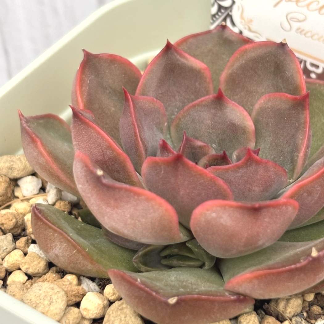 【夏セール対象商品】吉坂包装さん 王冠ラベルの多肉植物 エケベリア ルノワール 3号×3鉢セット|観葉10-TU