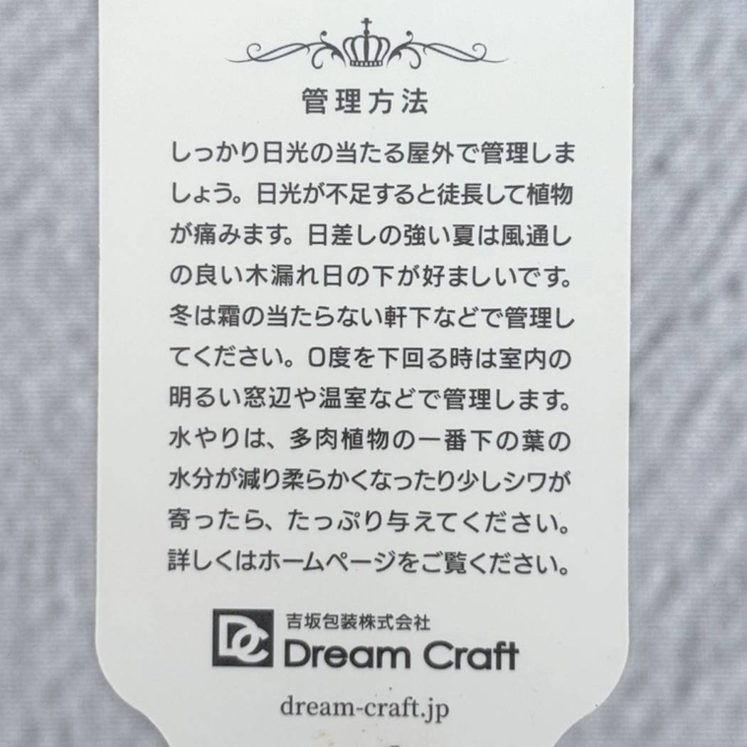 【夏セール対象商品】吉坂包装さん 王冠ラベルの多肉植物 エケベリア ルノワール 3号×3鉢セット|観葉10-TU