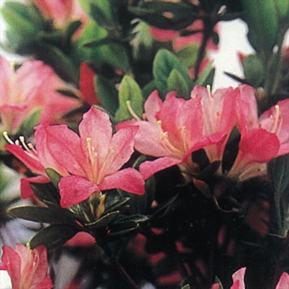 ツツジ 久留米ツツジ 初音 4号×3株セット｜花木10-AK | 花木・庭木