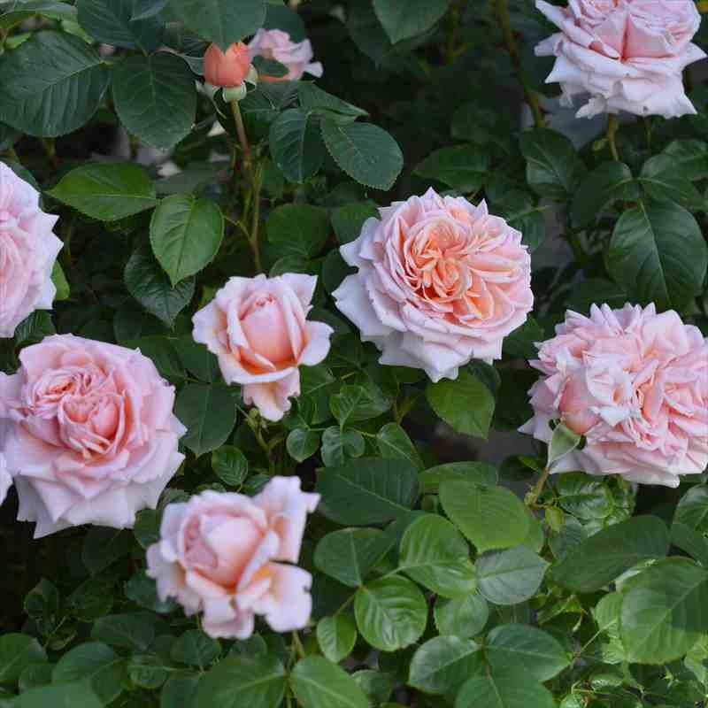 バラ大苗 スティーレ・オットチェント バルニ Rose BARNI 7号｜花木04