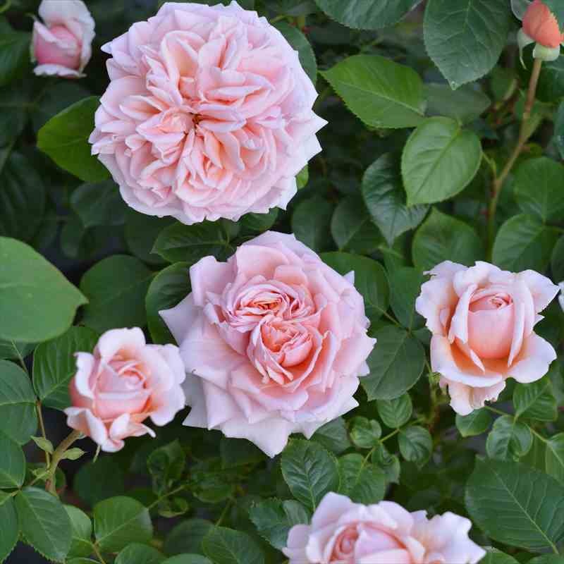 バラ大苗 スティーレ・オットチェント バルニ Rose BARNI 7号｜花木04