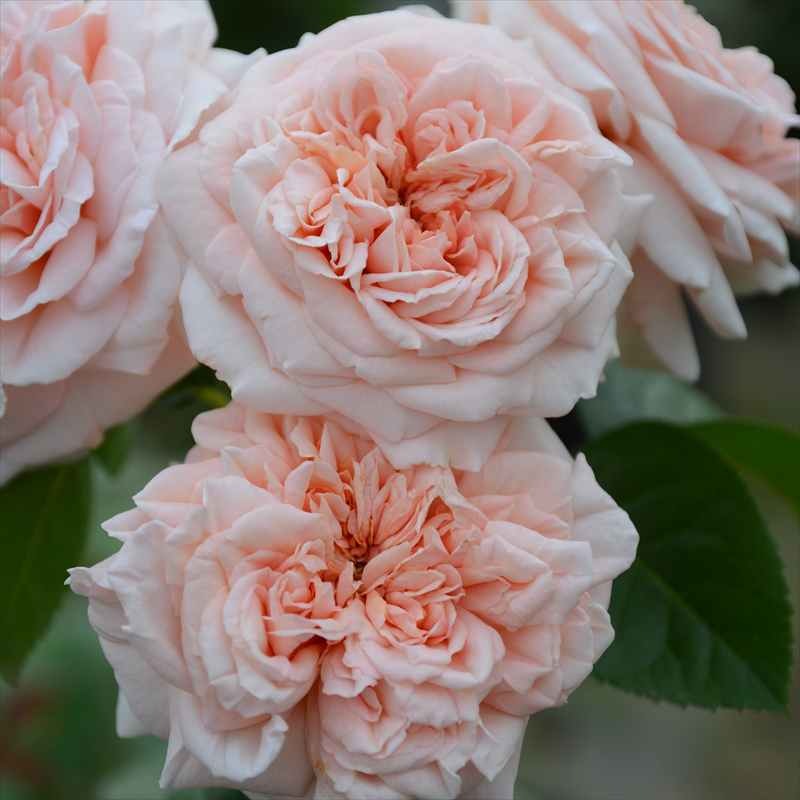 ドイリー1127❤️真紅薔薇、ローズ薔薇のエレガントドイリー✨大判80×44㎝ ドイリー1127️真紅薔薇、ローズ薔薇のエレガントドイリー✨大判