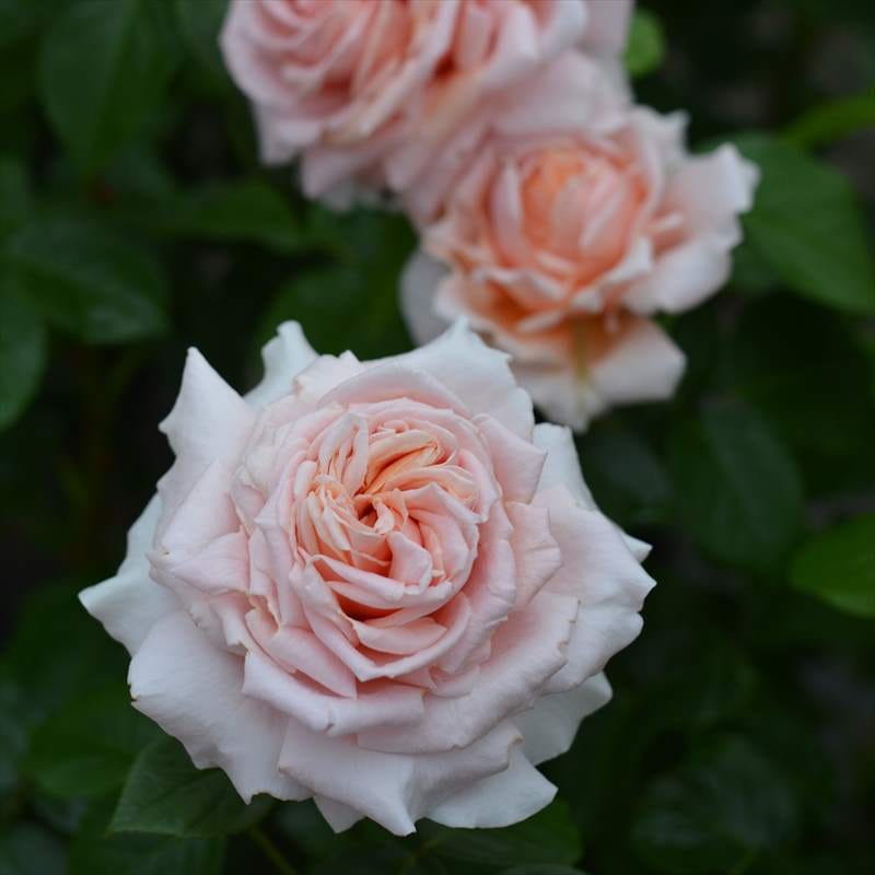 バラ大苗 スティーレ・オットチェント バルニ Rose BARNI 7号｜花木04