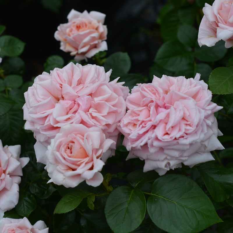 バラ大苗 スティーレ・オットチェント バルニ Rose BARNI 7号｜花木04