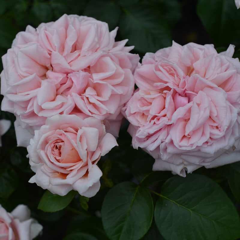 バラ大苗 スティーレ・オットチェント バルニ Rose BARNI 7号｜花木04