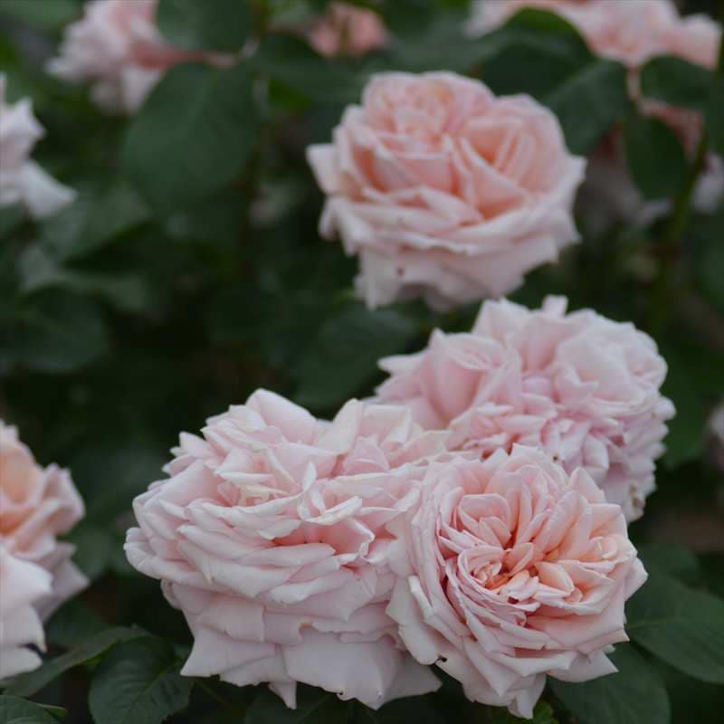 バラ大苗 スティーレ・オットチェント バルニ Rose BARNI 7号｜花木04