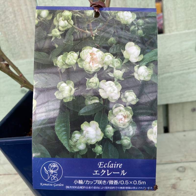 バラ大苗 エクレール コマツガーデン5号 Pa 花木 庭木 バラ 赤塚植物園オンライン 花の音 バラ大苗 エクレール コマツガーデン5号 Pa 花木 庭木 バラ 赤塚植物園オンライン 花の音