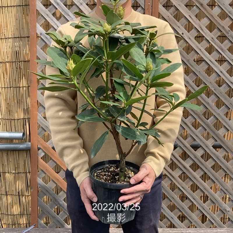 西洋シャクナゲ 6号 マダムマッソン｜花木03-D3 | 花木・庭木