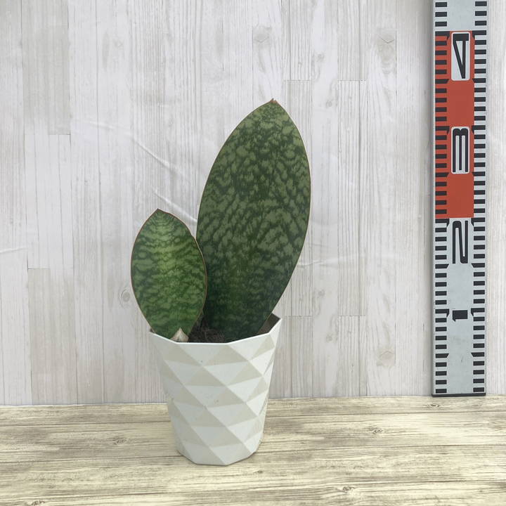 期間限定10％OFF！】サンスベリア 4号 マッソニアナ（子株付き）白プラ