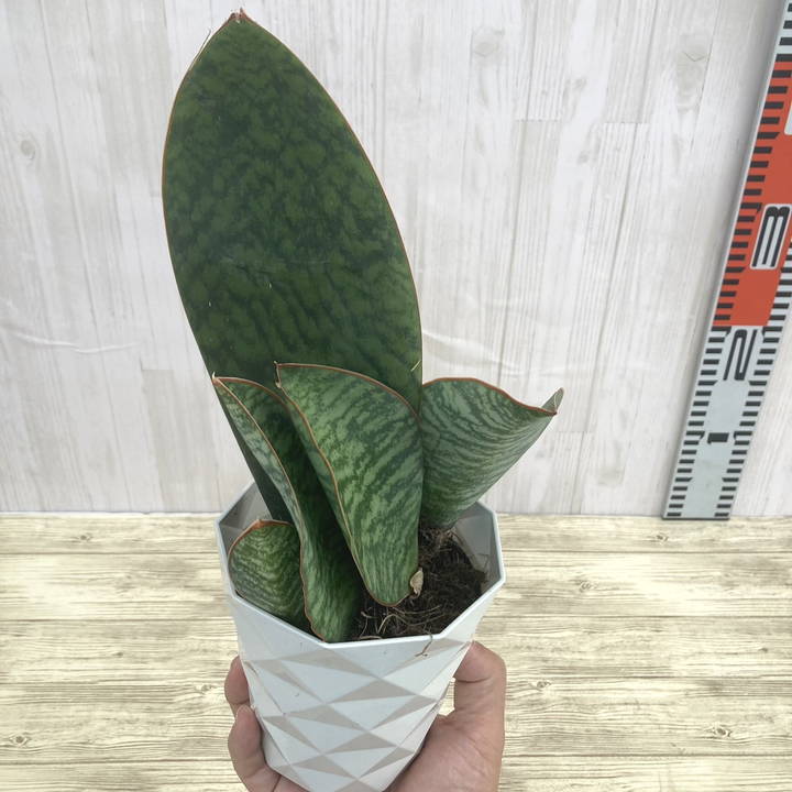 期間限定10％OFF！】サンスベリア 4号 マッソニアナ（子株付き）白プラ