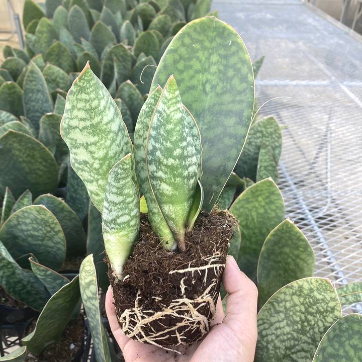 サンスベリア 4号 マッソニアナ（子株付き）白プラ鉢仕様｜観葉