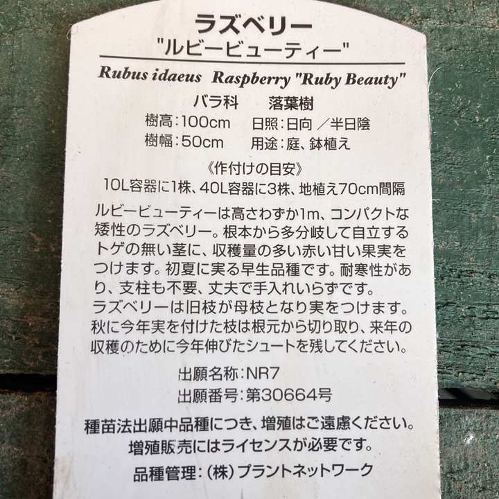 ラズベリー ルビービューティー 4号｜果樹04-PA | 果樹,ラズベリー