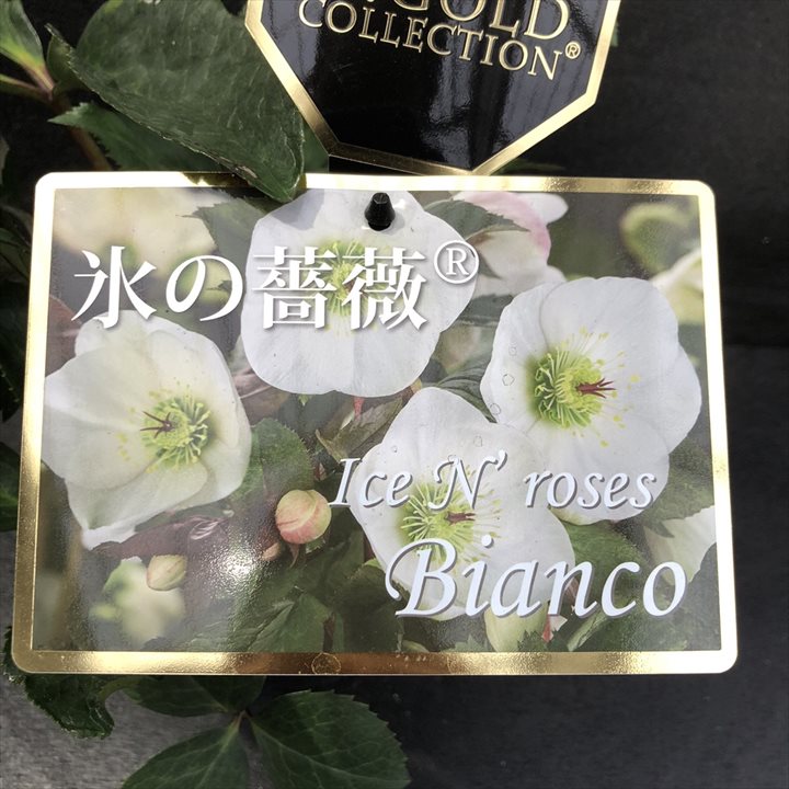 クリスマスローズ 氷の薔薇 4.5号 ビアンコ｜山野04-PA | 草花