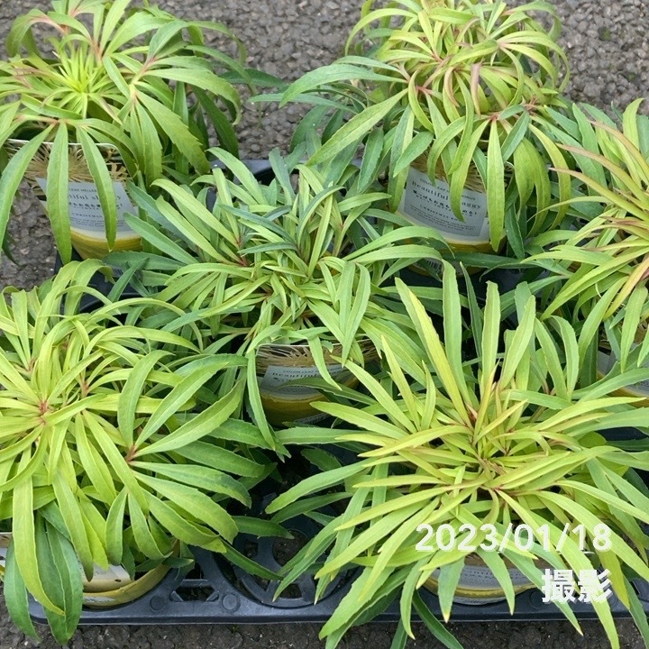 カラーリーフクリスマスローズ 3.5号 フェチダスビューティフル