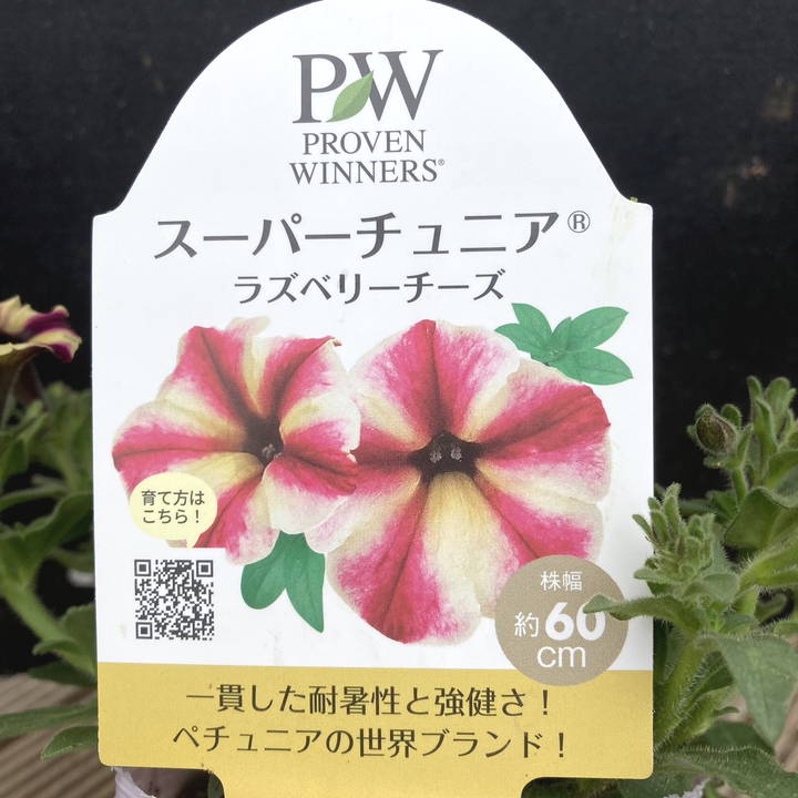 花ページ PW スーパーチュニア ラズベリーチーズ 3.5号×3株セット｜草花04-PA