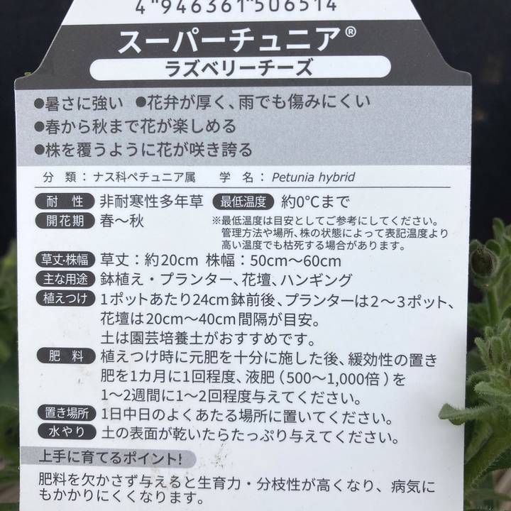 PW スーパーチュニア ラズベリーチーズ 3.5号×3株セット｜草花04-PA
