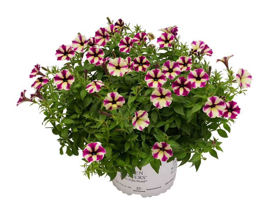 PW スーパーチュニア ラズベリーチーズ 3.5号×3株セット｜草花04-PA