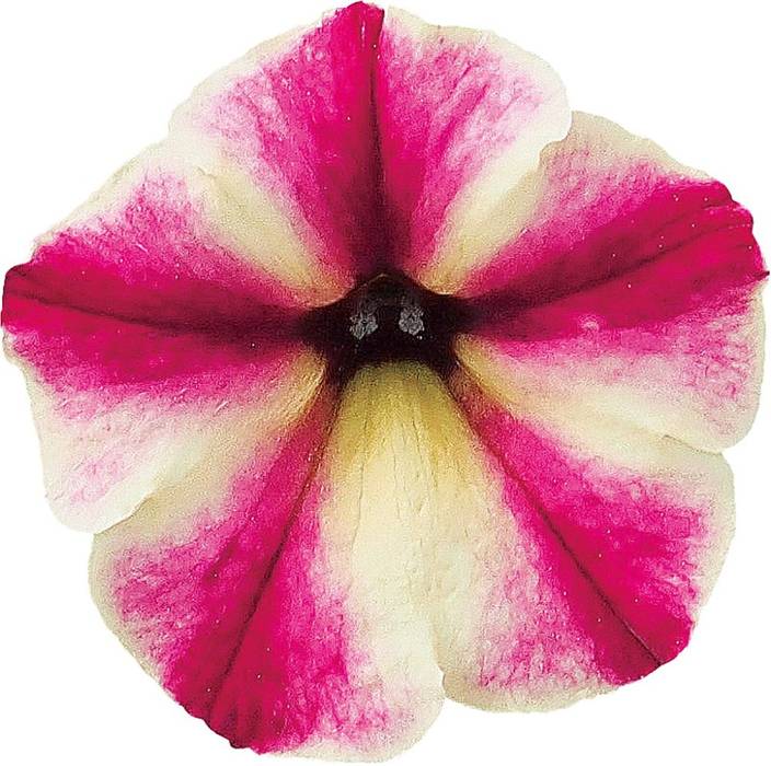 花ページ 八重咲きクレマチス 