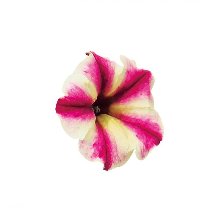 PW スーパーチュニア ラズベリーチーズ 3.5号×3株セット｜草花04-PA