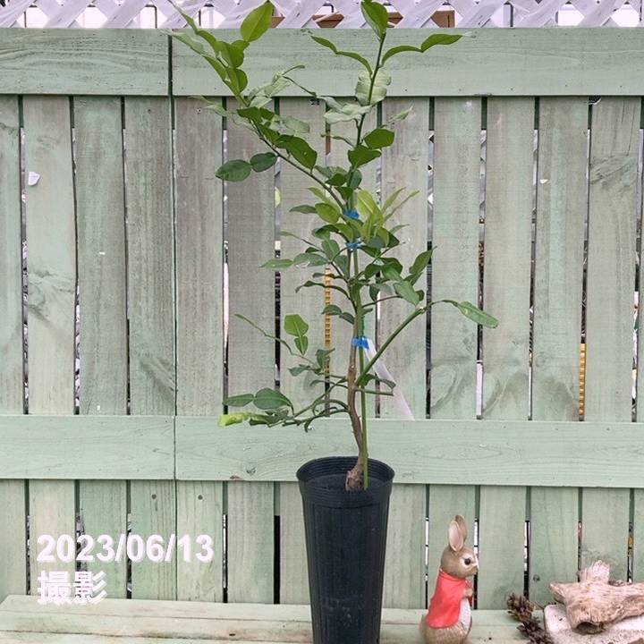 コブミカン（バイマックルー）5号ロングポット｜柑橘｜果樹04-PA