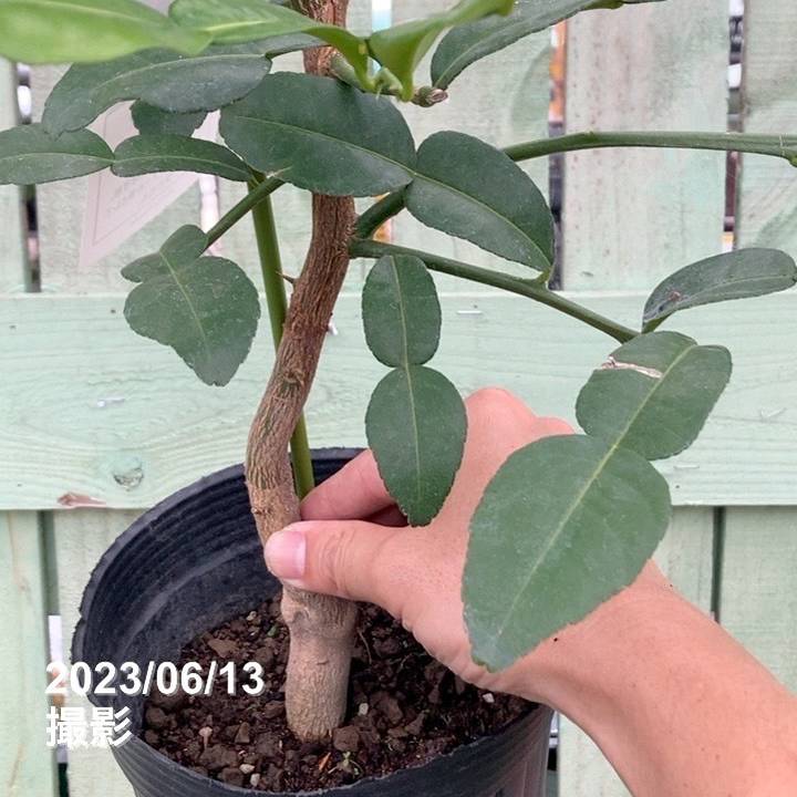 コブミカン（バイマックルー）5号ロングポット｜柑橘｜果樹04-PA