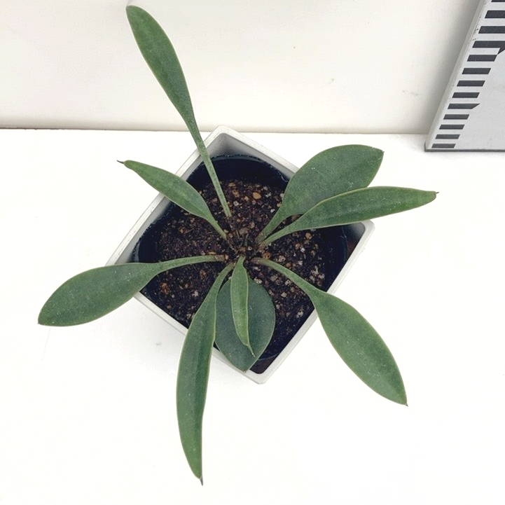 サンスベリア 3.5号 コンシンナ スプーンリーフ プラ鉢仕様｜観葉02-D2