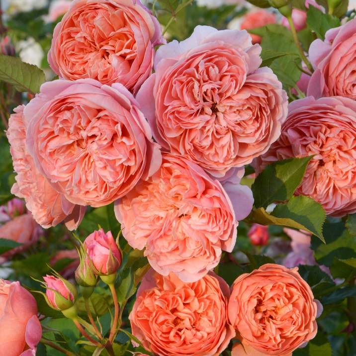 バラ大苗 シルクロード 7号 ロサ・オリエンティスプログレッシオ｜花木