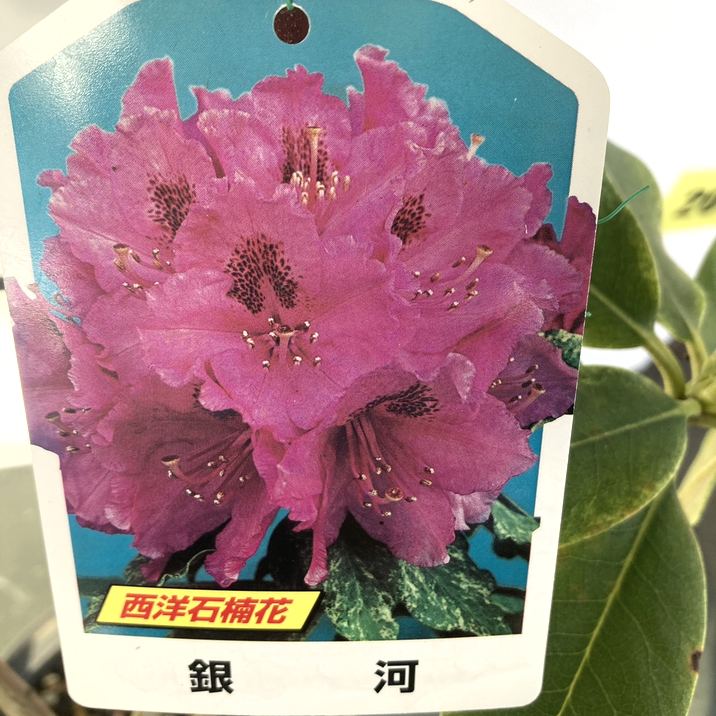 西洋シャクナゲ 6号 斑入りコンコルド 銀河｜花木03-D3 | 花木・庭木 
