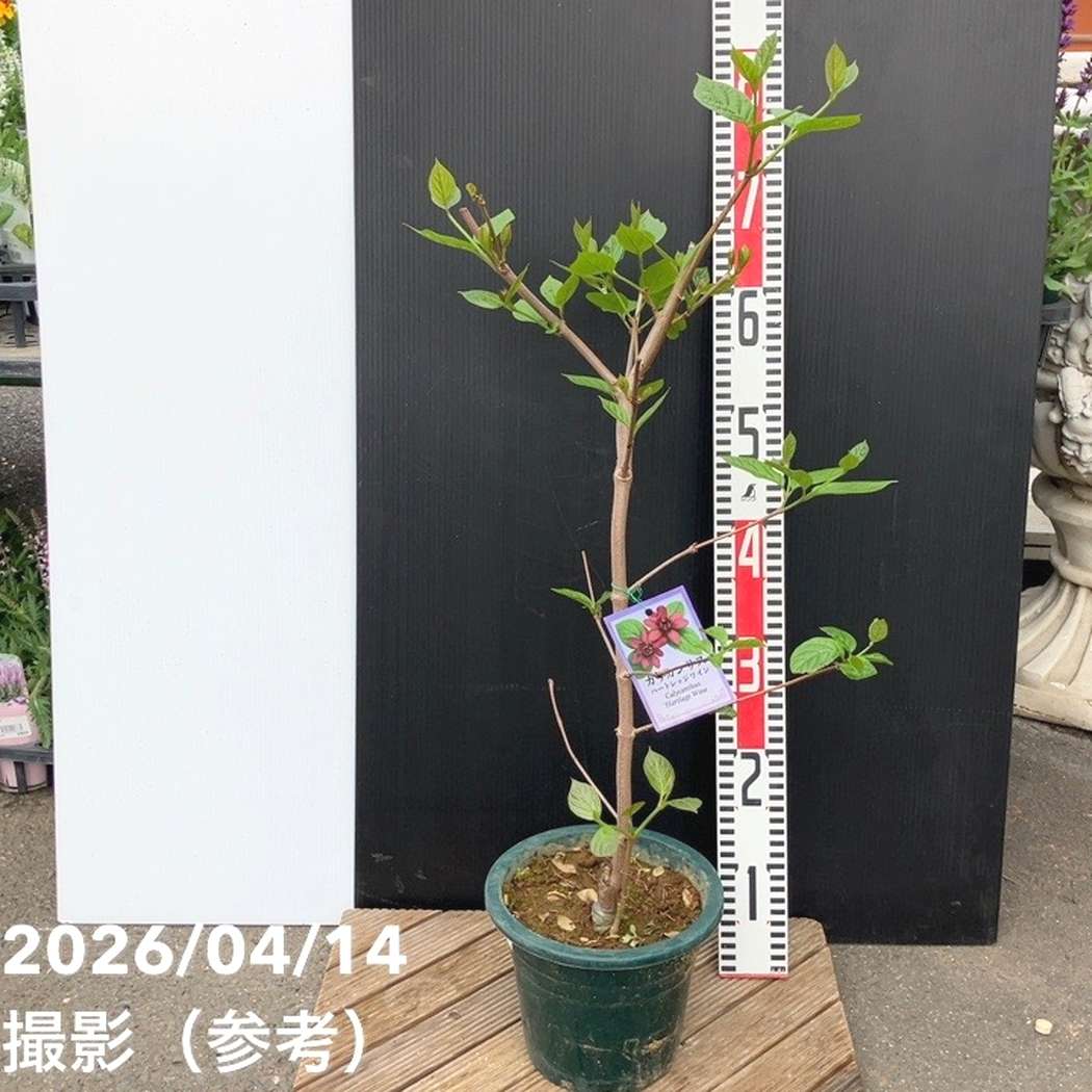カリカンサス ハートレッジワイン 6号|花木04-PA