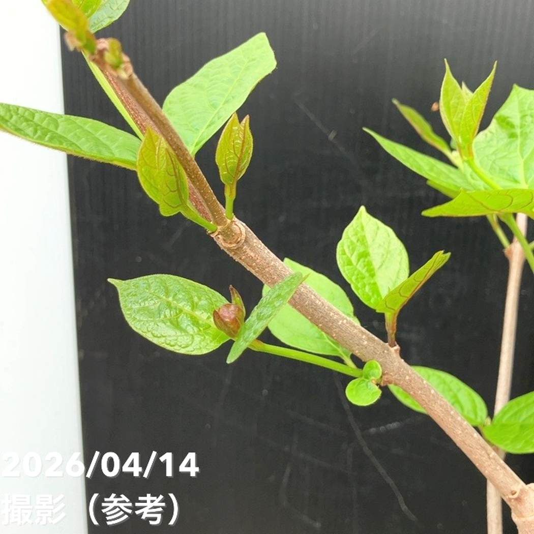 カリカンサス ハートレッジワイン 6号|花木04-PA