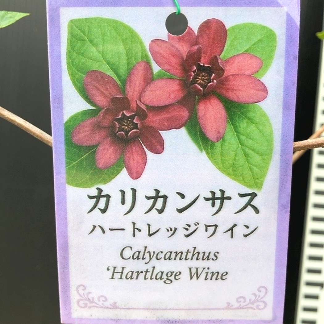 カリカンサス ハートレッジワイン 6号｜花木04-PA | 花木・庭木