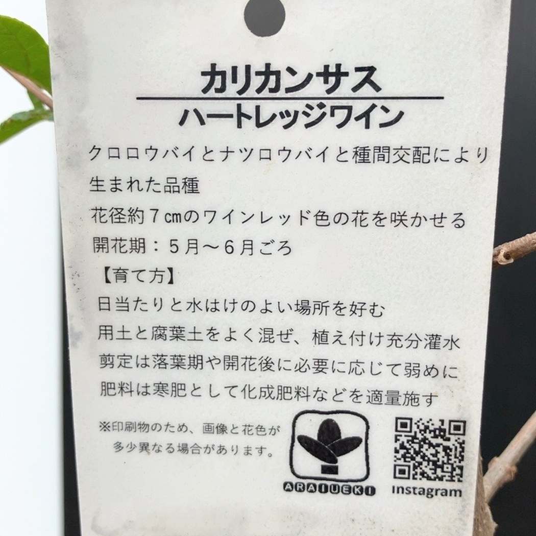 カリカンサス ハートレッジワイン 6号|花木04-PA