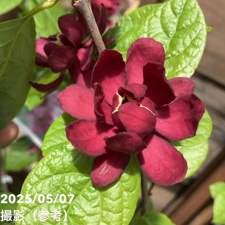 カリカンサス ハートレッジワイン 6号｜花木04-PA | 花木・庭木