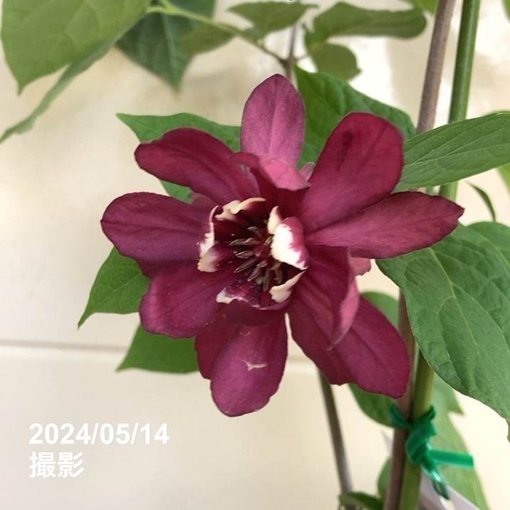 カリカンサス ハートレッジワイン 6号|花木04-PA