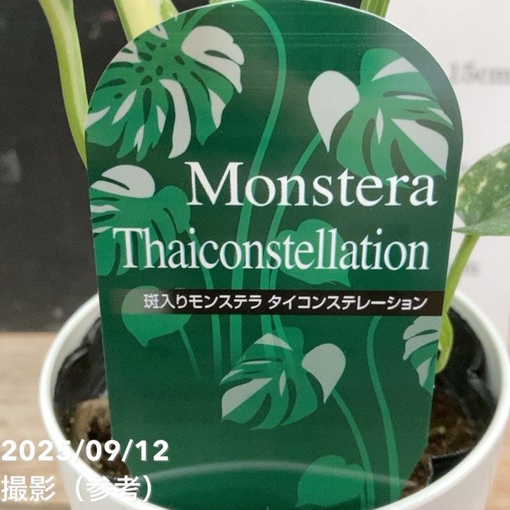②現品販売です！大株で綺麗な斑入りのモンステラ・タイコンステレーション10号 img_mons01.jpg?fitin=272:272