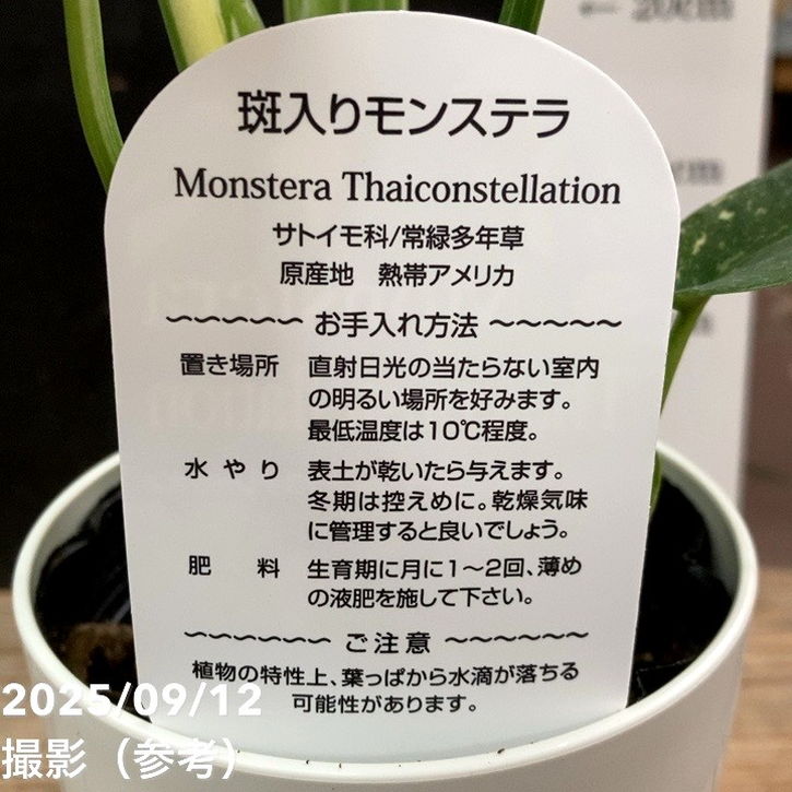 【希少】斑入りモンステラ タイコンステレーション　観葉植物　10号 楽天市場】希少 斑入り モンステラ タイコンステレーション