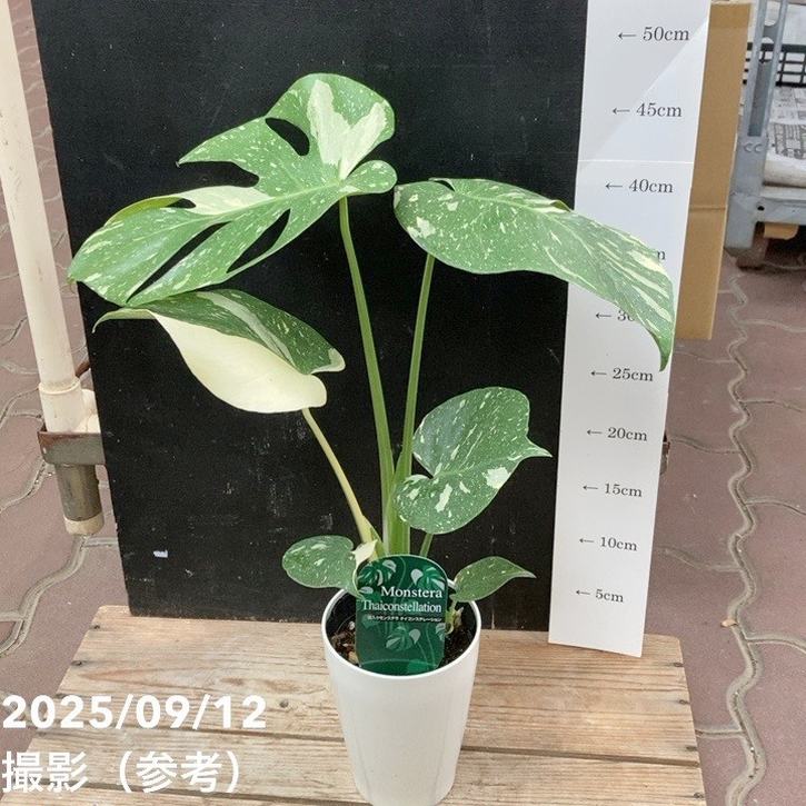 31斑入りモンステラ 本店】今週も斑入りモンステラ🌿🌿🌿⁡⁡ | ザ・ガーデンの園芸