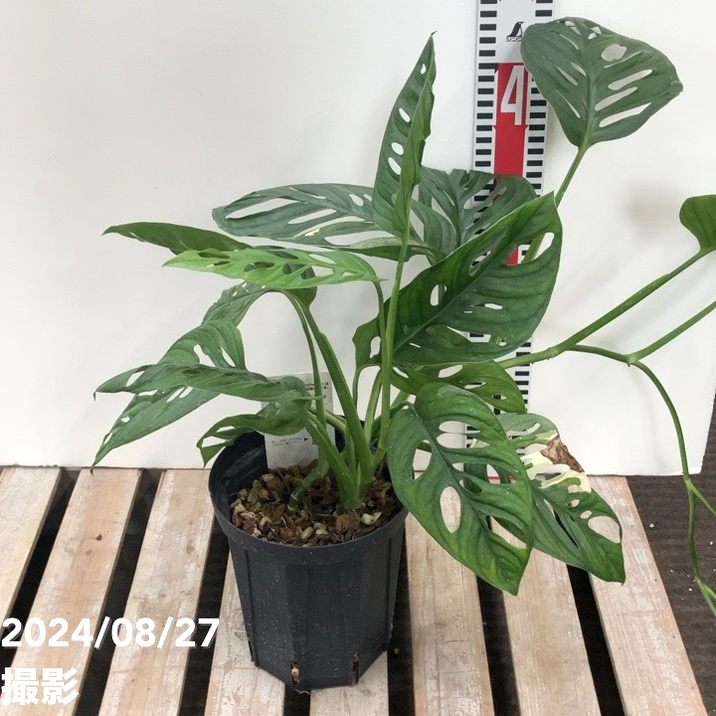 №5　5号鉢仕立て　モンステラ　秀品 モンステラ 5号鉢 イナガーデン｜空間を彩る観葉植物や草花をご提供