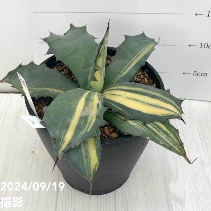 アガベ ・多肉植物 ・特選 赤牙龍黄中斑 ・激レア・極上株