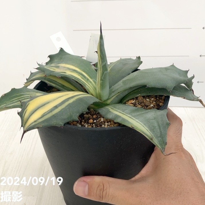 現品お届け】アガベ 5号 赤牙龍 Agave salmiana（A16）｜観葉01-D1