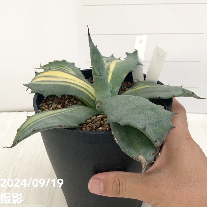 Agave salmiana•salmiana アガベサルミアナ•サルミアナ Agave salmiana - Wikipedia