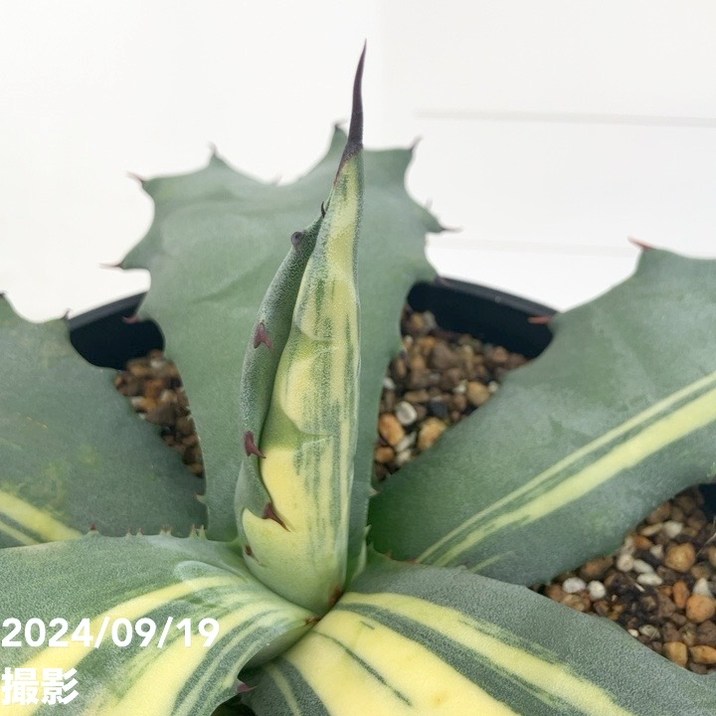 P*Y様 特選 アガベ 多肉植物 赤牙龍黄中斑 激レア!極上株 アガベ ・多肉植物 ・特選 赤牙龍黄中斑 ・激レア・極上株
