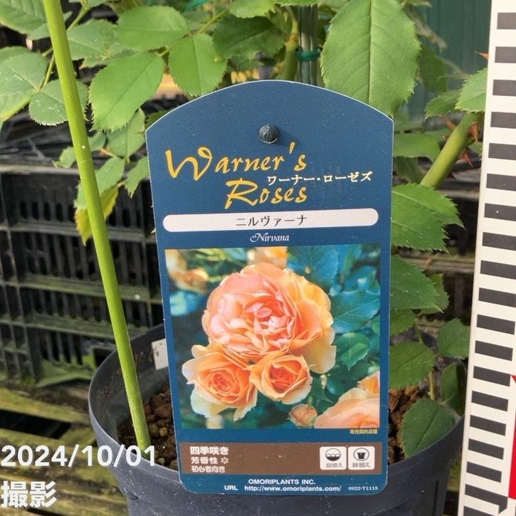 数量限定】バラ大苗 ニルヴァーナ 6号ロングスリット鉢 ワーナーズ